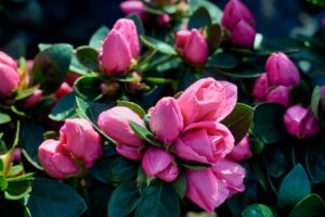 Rosa Azaleen im Gewächshaus Rosa Azaleen im Gewächshaus
